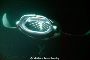 Manta ray during night time feeding in plankton-reach wat... by Vladimir Levantovsky 